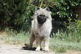 SPITZ LOUP 001